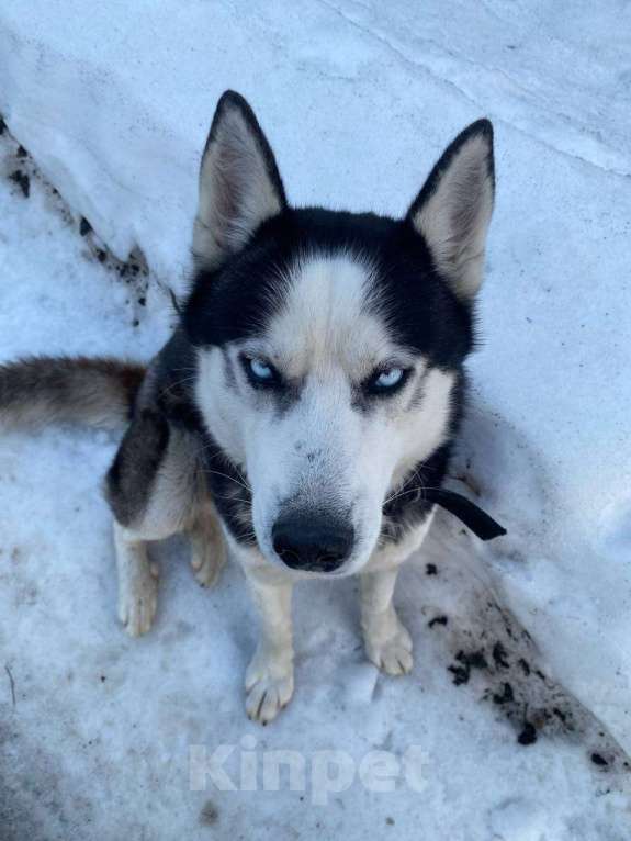 Собаки в других городах Московской области: Нашли собаку Мальчик, Бесплатно - фото 1
