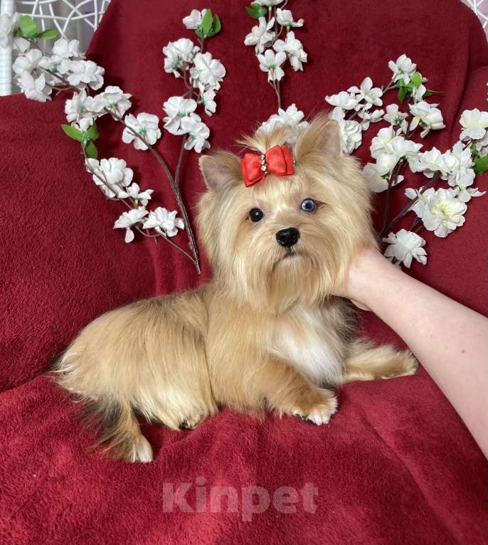 Собаки в Москве: Подрощенный йорк девочка мини голубоглазая Девочка, 100 000 руб. - фото 6