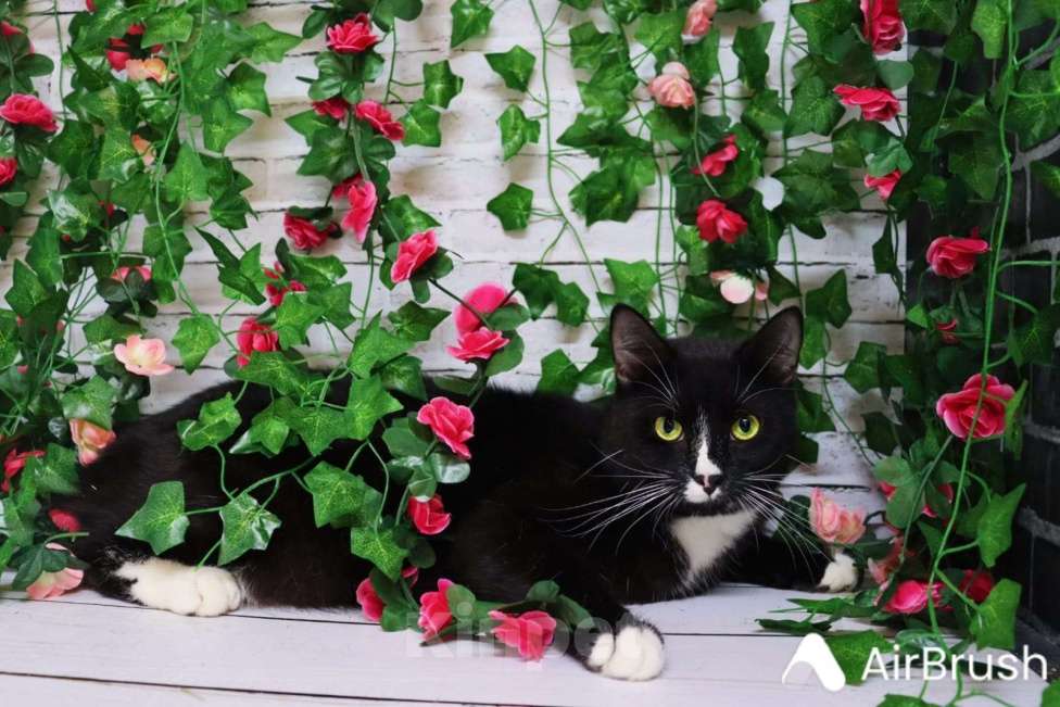 Кошки в Москве: Привет! Я, Бася. Мальчик, Бесплатно - фото 3