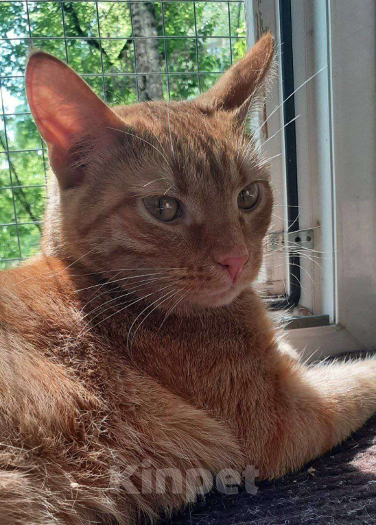 Кошки в Москве: Рыженький Руди - лучший тренер по фитнесу Мальчик, Бесплатно - фото 3