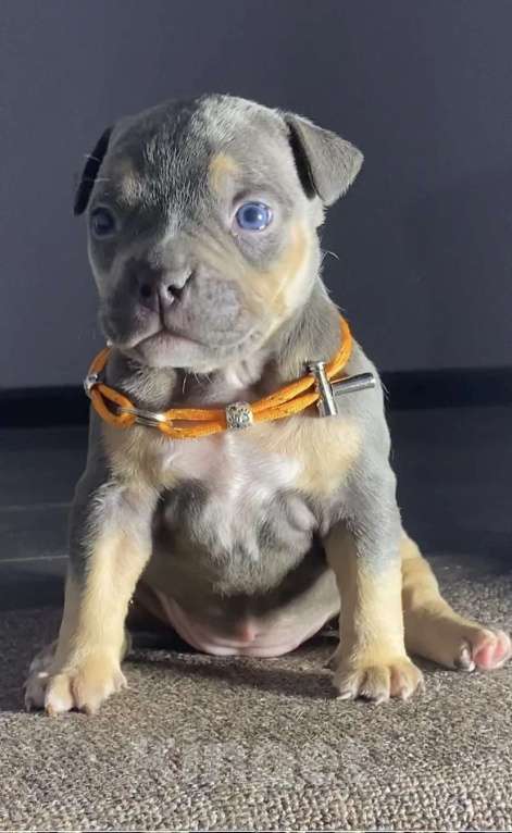 Собаки в Москве: Американские булли покет Девочка, Бесплатно - фото 9