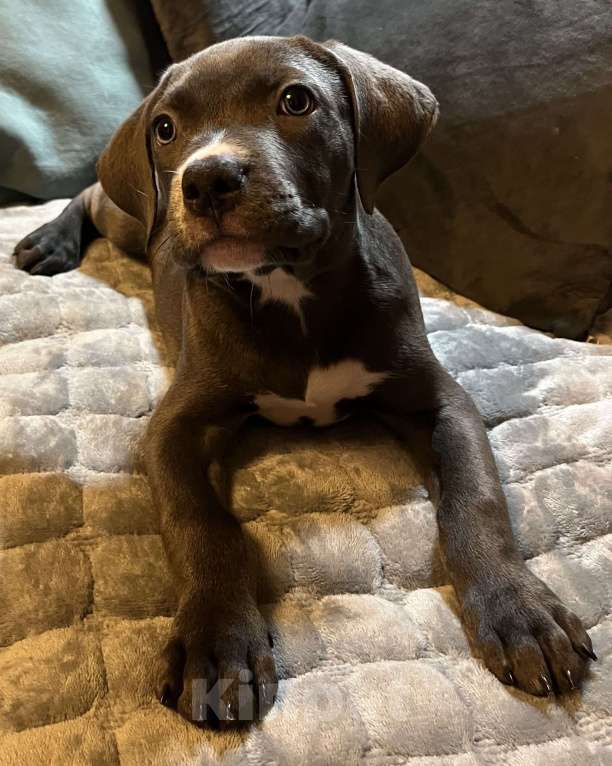 Собаки в Мурманске: Американский булли Девочка, Бесплатно - фото 4