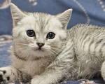 Кошки в Ростове-на-Дону: Шотландские прямоухие котята Разнополые, 8 000 руб. - фото 3
