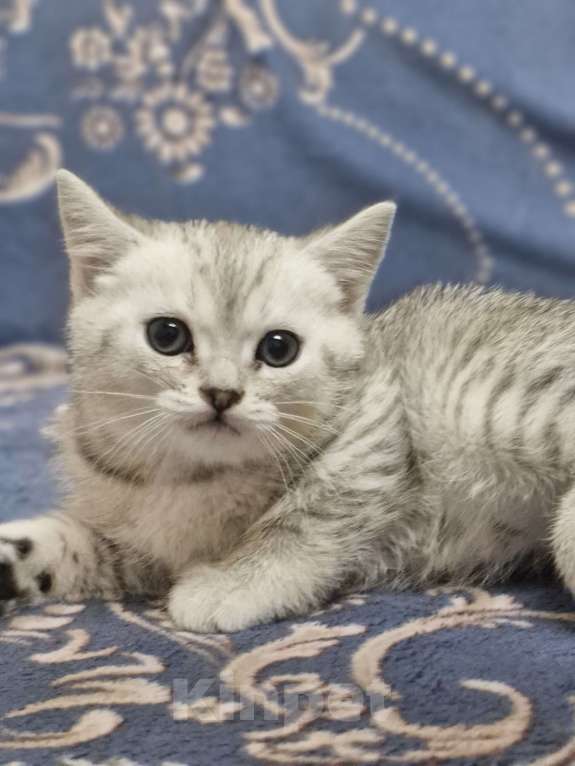 Кошки в Ростове-на-Дону: Шотландские прямоухие котята Разнополые, 8 000 руб. - фото 3
