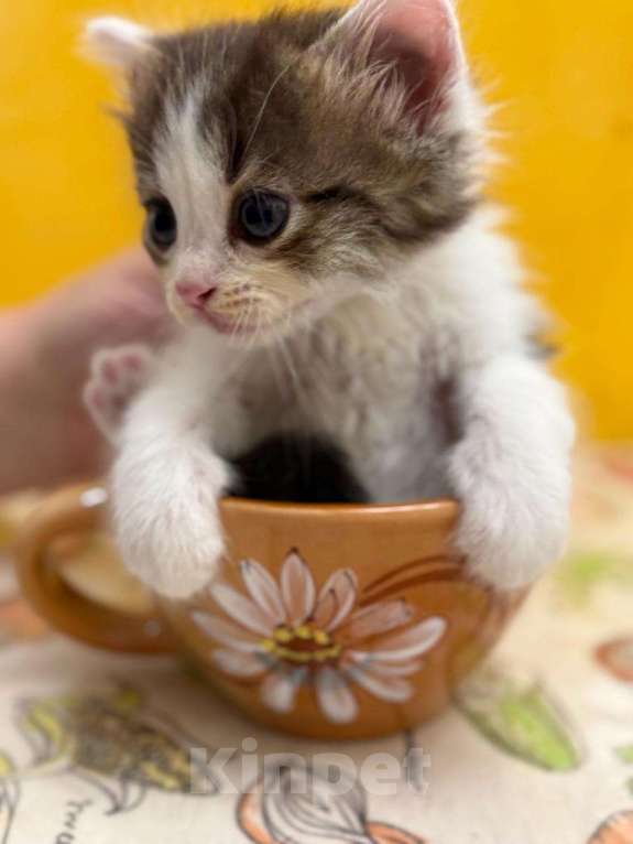 Кошки в Геленджике: Котенок в добрые руки Мальчик, Бесплатно - фото 2