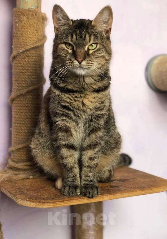 Кошки в Дмитрове: Молодая кошечка Соня. Девочка, Бесплатно - фото 2