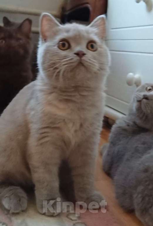 Кошки в Одинцово: Девочка-кошка Девочка, 25 000 руб. - фото 2