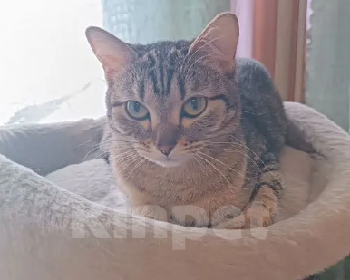 Кошки в Новосибирске: Отдам кошечку в добрые руки Девочка, Бесплатно - фото 5