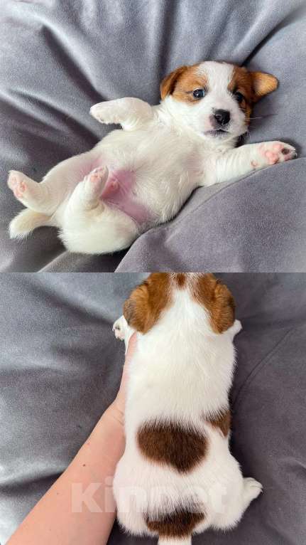 Собаки в Красноярске: Щенок Джек Рассела Мальчик, 35 000 руб. - фото 1
