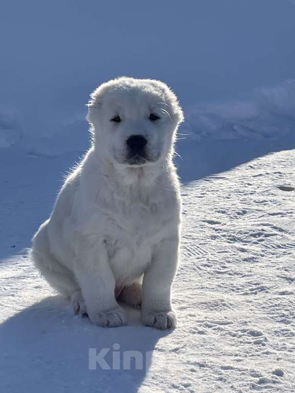 Собаки в Москве: Алабай, щенок, среднеазиатская овчарка Мальчик, Бесплатно - фото 2