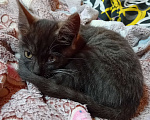 Кошки в Иркутске: Котята в добрые руки  Девочка, Бесплатно - фото 4