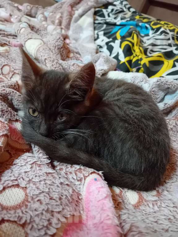 Кошки в Иркутске: Котята в добрые руки  Девочка, Бесплатно - фото 4