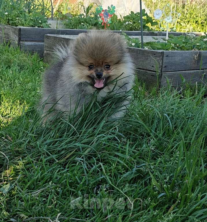 Собаки в Костроме: Малый шпиц Мальчик, 30 000 руб. - фото 1