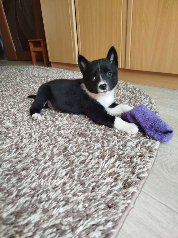 Собаки в Комсомольске-На-Амуре: Щенок восточно сибирской лайки Девочка, 25 000 руб. - фото 1