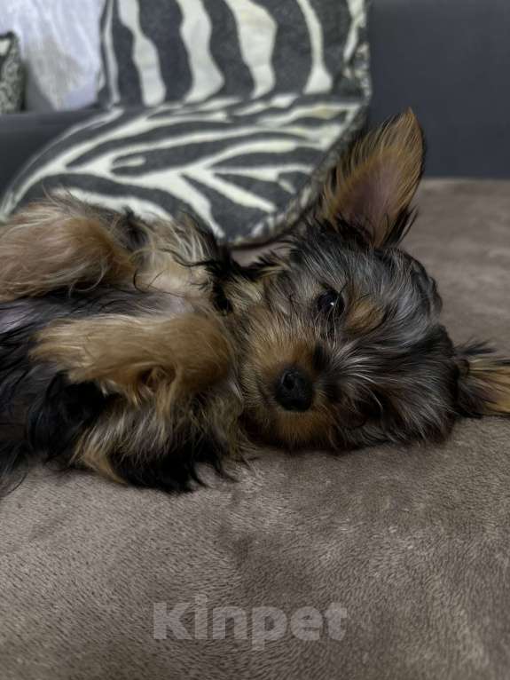 Собаки в Саке: Продам Йорка мальчик  Мальчик, 20 000 руб. - фото 2