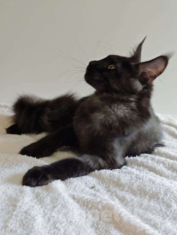 Кошки в Чайковском: Мальчик Мейн кун.  MCO окрас- ns черный дым Мальчик, 45 000 руб. - фото 8