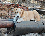 Собаки в Кисловодске: Красавец-подросток в добрые руки Мальчик, 1 руб. - фото 2