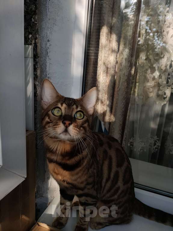 Кошки в Нижнем Новгороде: Бенгальский котик  Мальчик, 15 000 руб. - фото 3