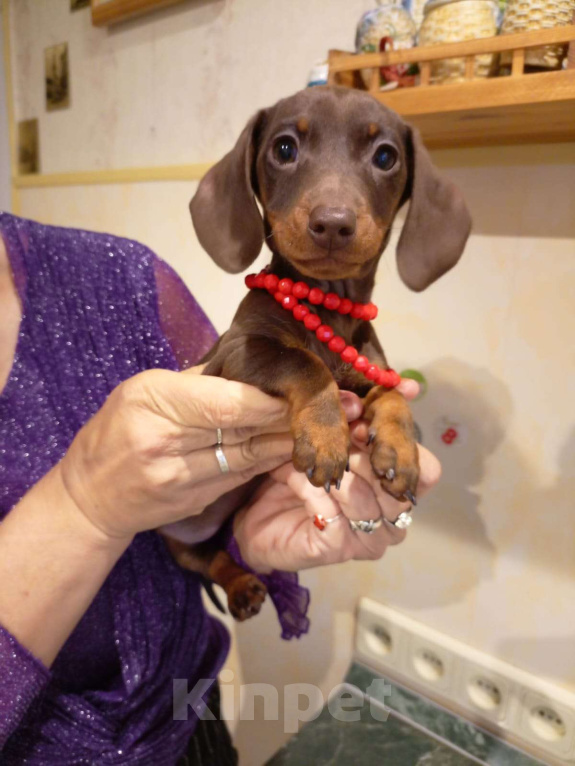 Собаки в Москве: Девочка 1700гр Девочка, 70 000 руб. - фото 1