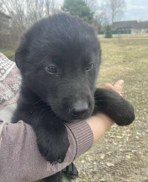 Собаки в Москве: Замечательные щенки: белый, черный и другие в добрые руки Мальчик, Бесплатно - фото 7