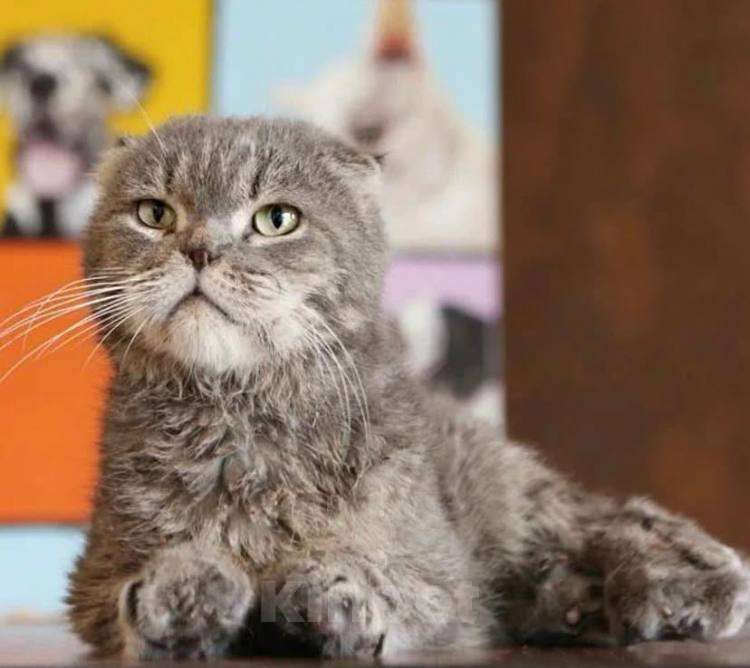 Кошки в Москве: Бывшедомашнему котику некуда идти! Мальчик, Бесплатно - фото 1