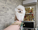 Собаки в Москве: Девочка померанского шпица племенной питомник Ркф Девочка, Бесплатно - фото 2