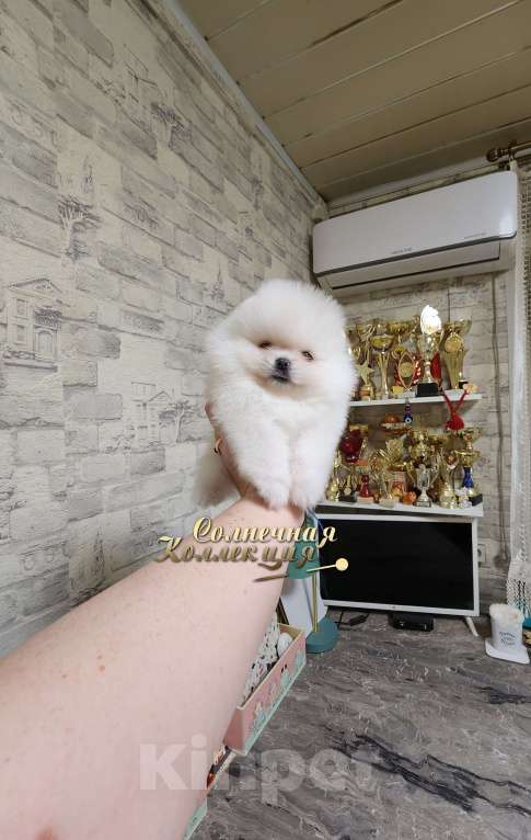 Собаки в Москве: Девочка померанского шпица племенной питомник Ркф Девочка, Бесплатно - фото 2