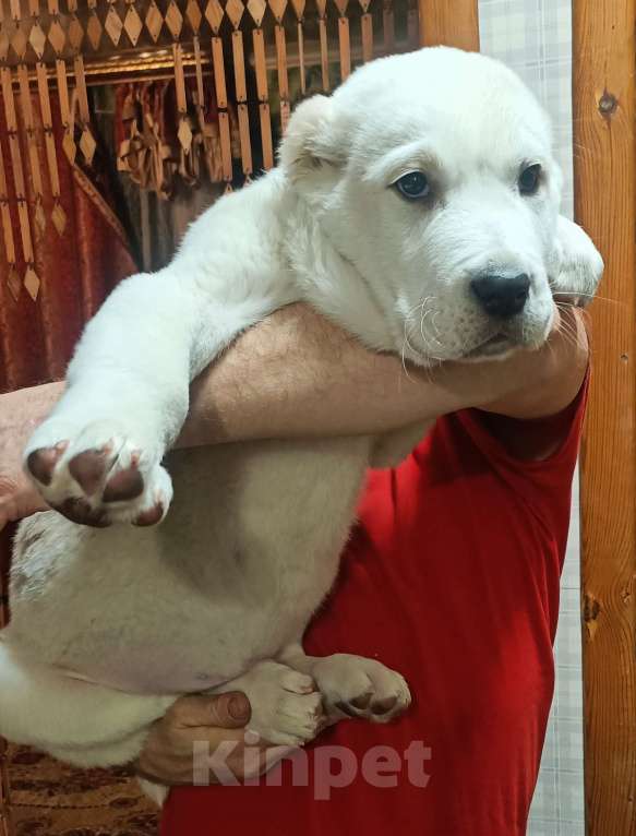 Собаки в Кургане: Среднеазиатская овчарка  Мальчик, 50 000 руб. - фото 1