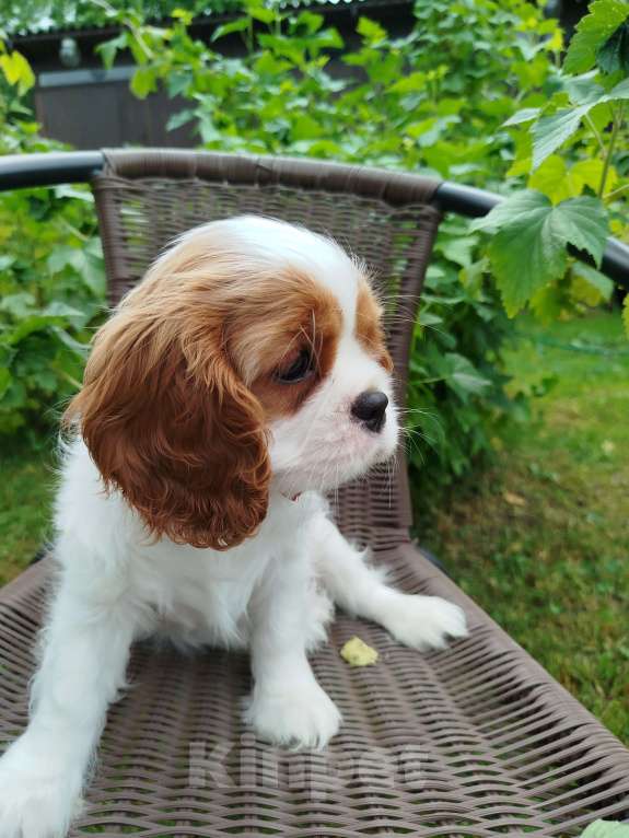 Собаки в Иваново: Девочка, бленхейм, невероятной красоты. Девочка, Бесплатно - фото 4