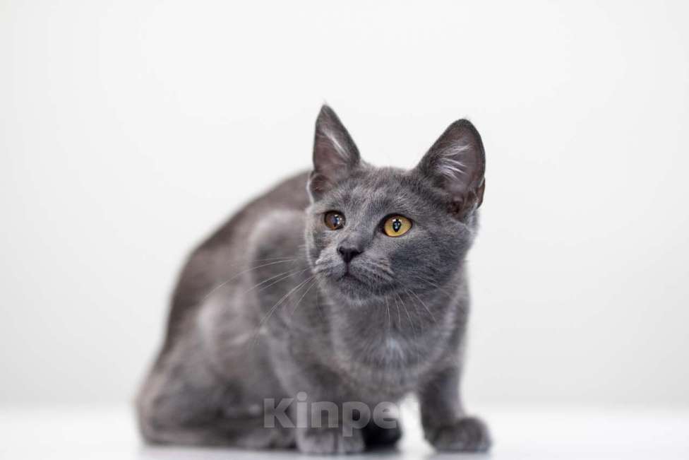 Кошки в Москве: Дым Дымыч Мальчик, Бесплатно - фото 4