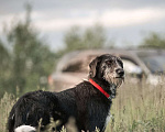 Собаки в Павловском Посаде: Джейн в поисках дома Девочка, Бесплатно - фото 1