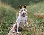 Собаки в Москве: Красавица  Апельсинка, молодая очень добрая собака в добрые руки Девочка, Бесплатно - фото 4