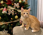 Кошки в Москве: Рыжий и серый котята в дар, Бесплатно - фото 1