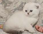 Кошки в Москве: Шотландская вислоухая девочка окрас поинт ( как сиамский ) Девочка, 50 000 руб. - фото 4