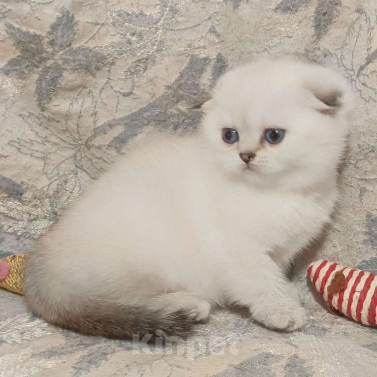 Кошки в Москве: Шотландская вислоухая девочка окрас поинт ( как сиамский ) Девочка, 50 000 руб. - фото 4