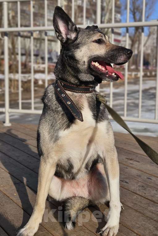 Собаки в Казани: Лайка с овчаркой Девочка, Бесплатно - фото 1