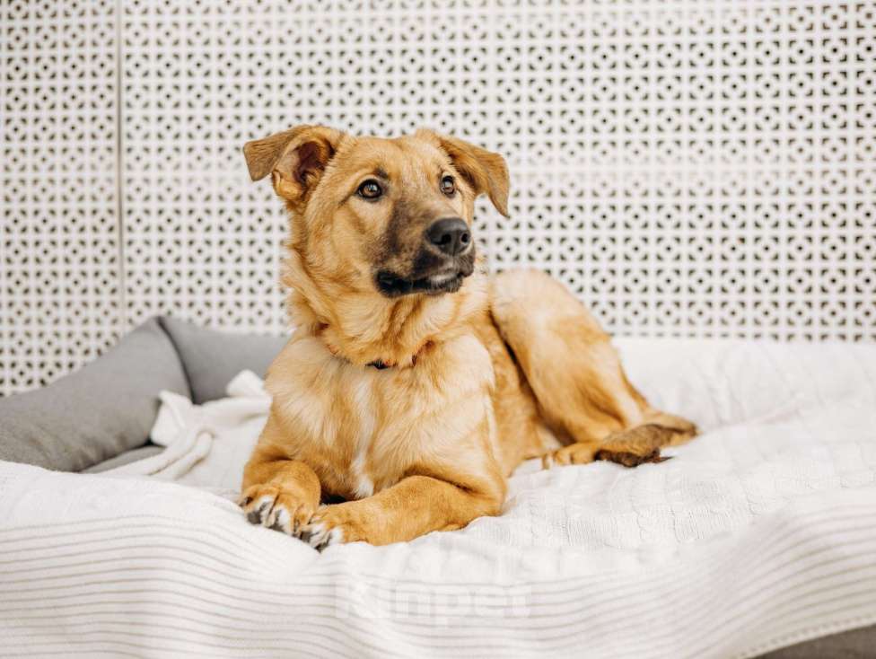 Собаки в Москве: Щенок бесплатно в Москве Девочка, Бесплатно - фото 3