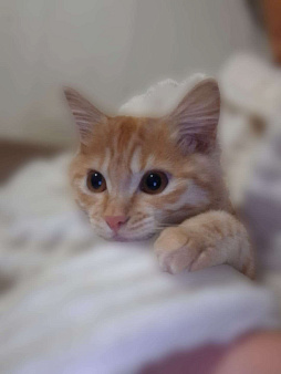 Курильский бобтейл девочка красного окраса