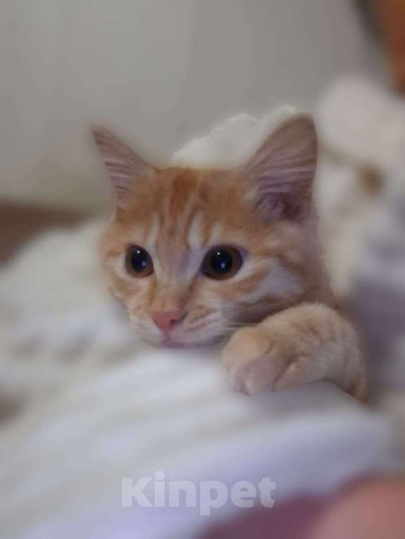 Кошки в Ростове-на-Дону: Курильский бобтейл девочка красного окраса Девочка, 40 000 руб. - фото 1