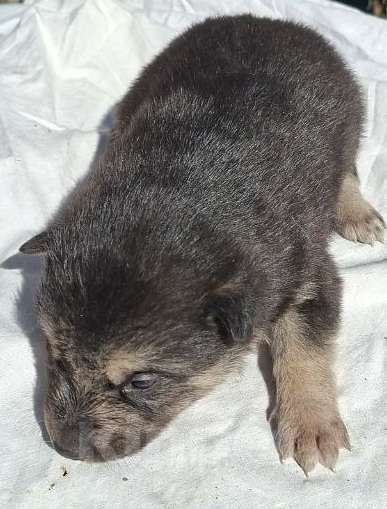 Собаки в других городах Московской области: Щенков хотят выбросить на помойку Мальчик, Бесплатно - фото 9