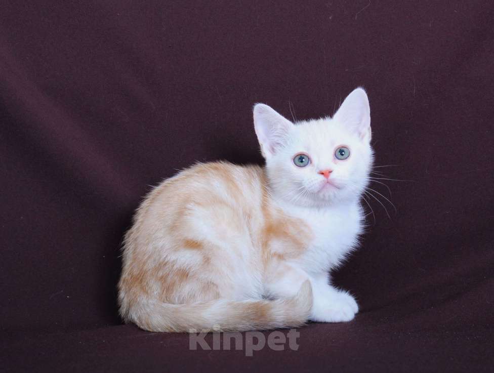 Кошки в Санкт-Петербурге: Продажа американских короткошерстных котят Мальчик, 60 000 руб. - фото 2