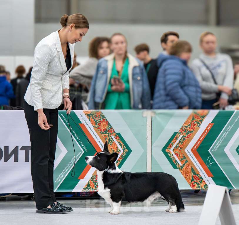 Собаки в Санкт-Петербурге: Племенной кобель Вельш корги кардиган Мальчик, Бесплатно - фото 7