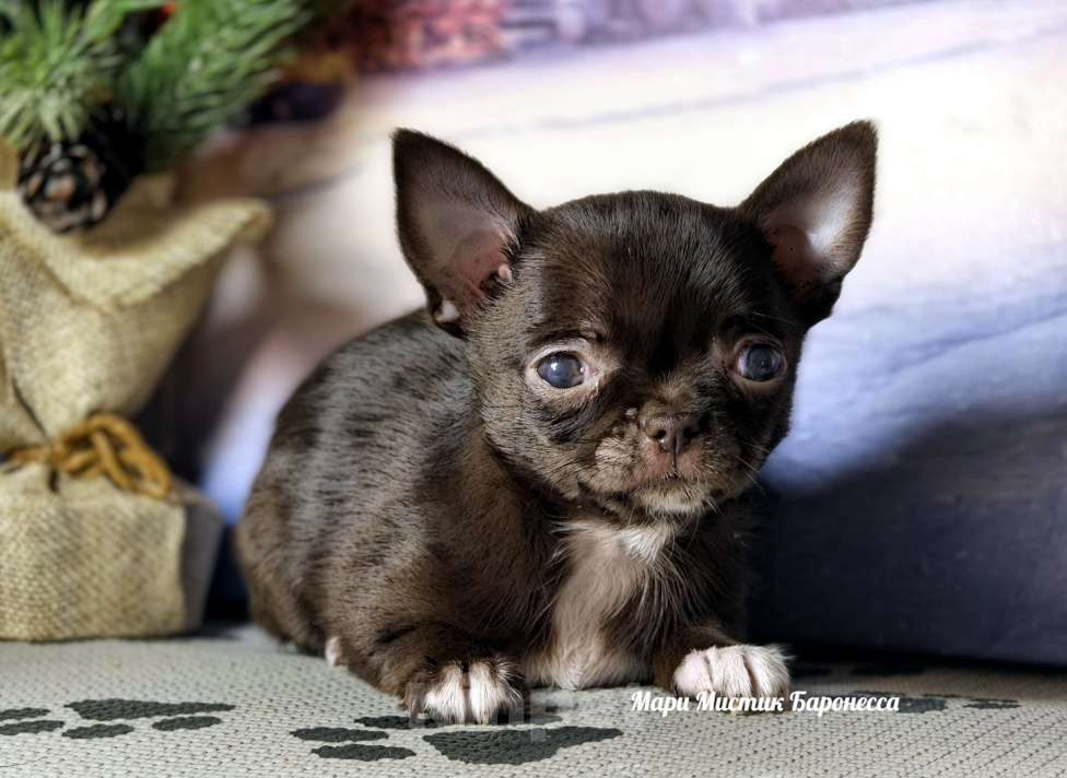 Собаки в Санкт-Петербурге: Супер мини Баронесса шоколадного окраса чихуахуа Девочка, 150 000 руб. - фото 1