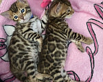 Кошки в других городах Московской области: Бенгальские котята Девочка, 40 000 руб. - фото 3