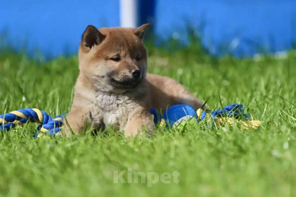 Собаки в Москве: Сиба Ину Мальчик, 50 000 руб. - фото 3