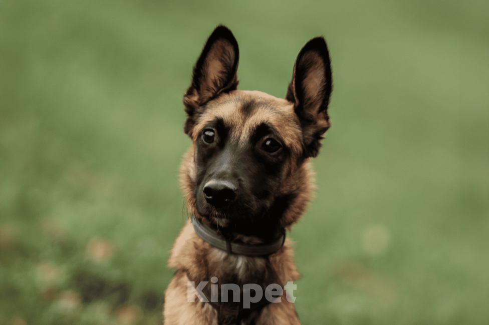 Собаки в Москве:  Ищет дом Пинки — девочка с сердцем солнца Девочка, Бесплатно - фото 2