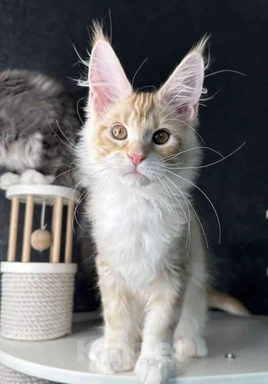 Кошки в Москве: Мейн Кун мальчик Мальчик, 70 000 руб. - фото 2