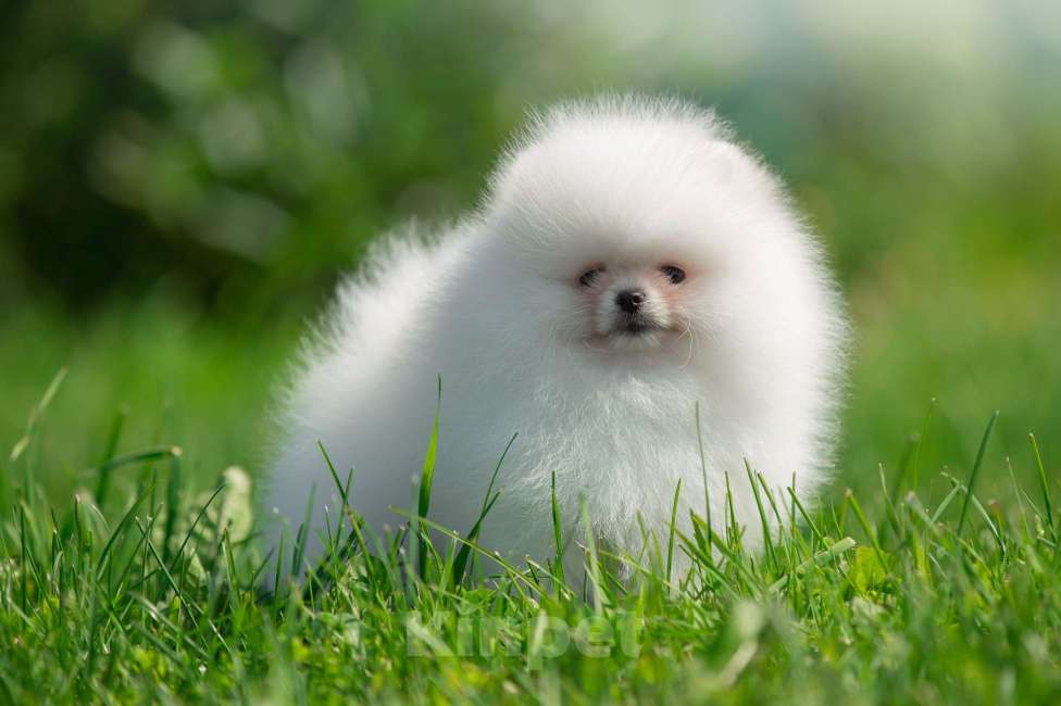 Собаки в Санкт-Петербурге: Марлекс Солар Кинг  Мальчик, 100 000 руб. - фото 6