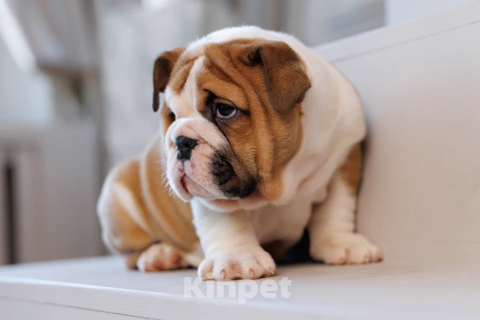 Собаки в Москве: Милое создание Карлуша Девочка, 100 000 руб. - фото 4