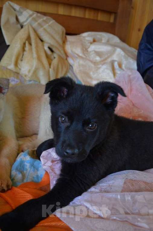 Собаки в Москве: Очаровательные, умные щенки в добрые руки Мальчик, 1 руб. - фото 4